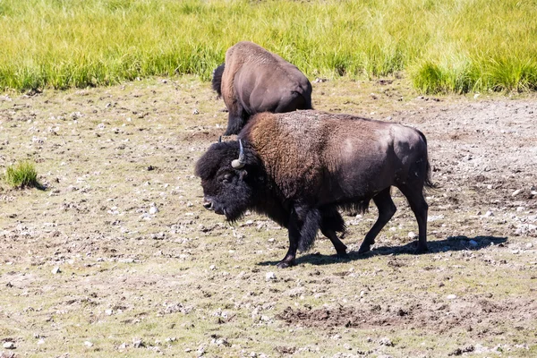 Bisons in Yellowstone National Park, Wyoming, USA — Stock Photo, Image