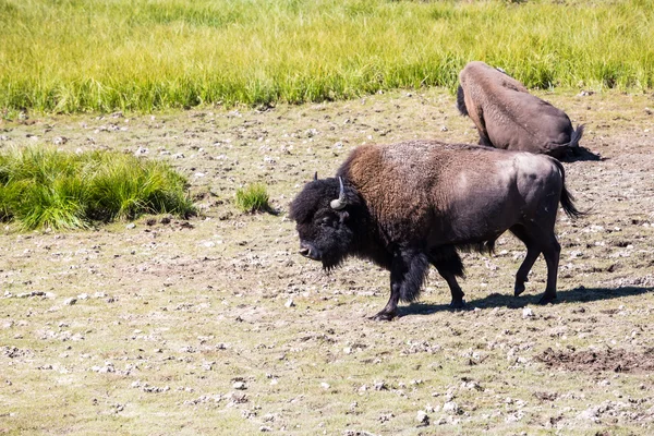 Bisões no Parque Nacional de Yellowstone, Wyoming, EUA — Fotografia de Stock