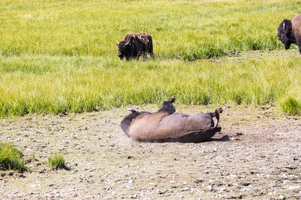 Bisons in Yellowstone National Park, Wyoming, USA — Stock Photo, Image