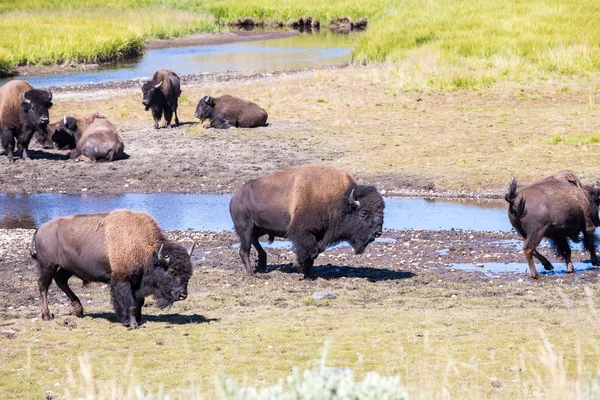 Bisons en Yellowstone National Park, Wyoming, États-Unis — Photo
