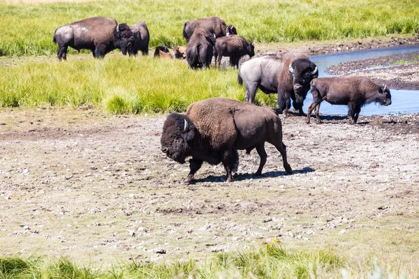 Bisões no Parque Nacional de Yellowstone, Wyoming, EUA — Fotografia de Stock