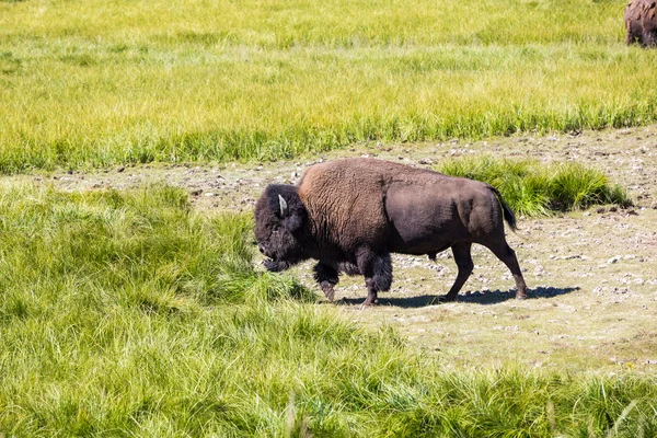 Bisões no Parque Nacional de Yellowstone, Wyoming, EUA — Fotografia de Stock