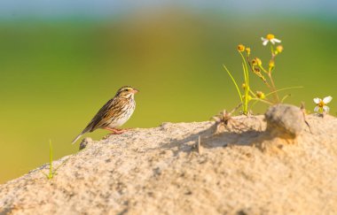 İspanyol iğnesi (biden alba) büyüyen, ileriye bakan, yeşil ağaç ve mavi gökyüzü bokeh arkaplan ile bir kum tepeciği üzerinde Savannah serçesi (Passerculus