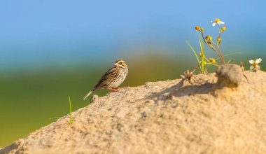 İspanyol iğnesi (biden alba) ile bir kum tepeciği üzerinde büyüyen, arkasını bakan Savannah serçesi (Passerculus β ichensis), yeşil ağaç ve mavi gökyüzü arka plan bokeh