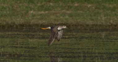 Uçuşlarda, kanatlarda aşağı doğru, tüylü detaylarda, bacaklarda geriye doğru, çamurlu bataklık bokeh arka planında daha büyük sarı bacaklar (Tringa melanoleuca)