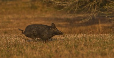 large wild hog, pig, swine (sus scrofa) running in an open prairie meadow in north central Florida, in evening yellow light, dry grass background, nuisance animal, destructive clipart