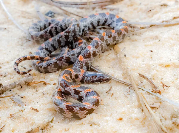 Kırmızı sırt lekeli desenli kısa kuyruklu yılan (Lampropeltis extenuata); Kral yılan ailesinde Florida endemik korunan nadir türler; tantilla tacı takılmış yılanları yiyen yılanlar