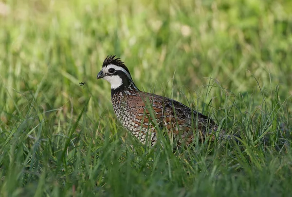 Mand Nordlige Bobwhite Vagtler Græs Med Kærlighed Bug Flyvende Foran - Stock-foto