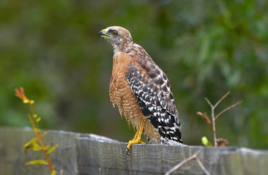 Kırmızı omuzlu Şahin (Buteo lineatus), Florida, ABD 'de ahşap çitin üzerinde dikilirken, ağzı açık, yüksek detaylar ve pençeler görüş alanında. 
