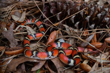 Florida Kızıl Yılanı Cemophora Coccinea hindi meşesi yaprakları ve kozalaklı uzun yaprak çam ağacı iğneleri