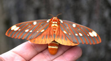 Parlak renkli dev ipek güve - Regal güve, Citheronia regalis, Kuzey Amerika 'nın en büyük kelebek ve güvelerinden biri (Lepidoptera) kanatlarını sonuna kadar açıp uçmadan önce elimde dinleniyor.