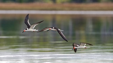 Bir çift halka gagalı martı (larus delawarensis) suyun üzerinde alçaktan uçar, Güney Leopar kurbağası (Rana spenocephala) tek ağızda, bulanık su arka planında Bokeh ile