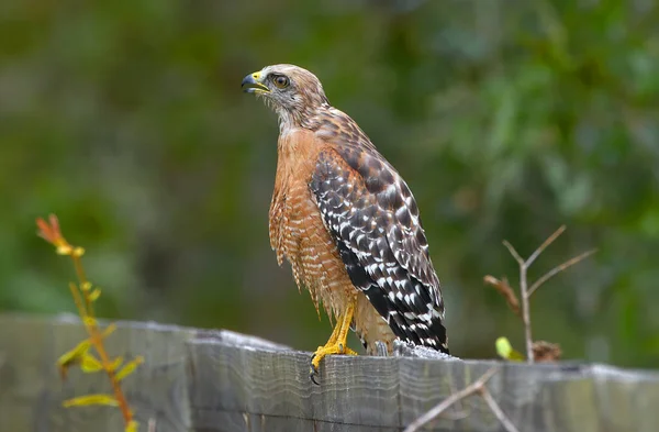 Red-shouldered Hawk (Buteo lineatus) standing on wood fence, Florida, USA while looking away with mouth open, high detail, talons in view