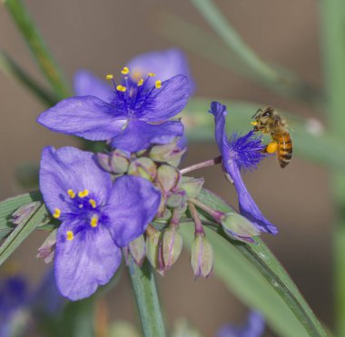 Ohio örümcek otu, mavi ceket (Tradescantia ohiensis), sarı polen başlıklı parlak mor yapraklar, bokeh arkaplan, bal arısı ile aşırı detay (Apis mellifera)) 