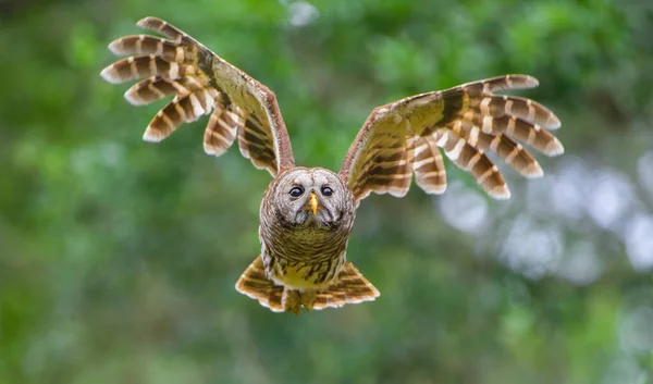 Gufo Barrato Strix Varia Che Vola Verso Fotocamera Ali Alto — Foto Stock