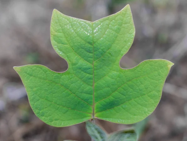 Liriodendron Tulipiferaknown Тюльпан Дерево Американский Тюльпан Тюльпан Тюльпан Тополь Тюльпан — стоковое фото