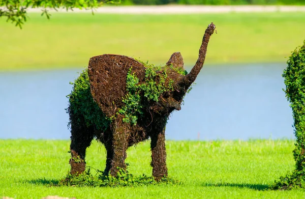 Baby Elefant Espalier Träd Växtform Grönt Gräs Med Vatten Bakgrund — Stockfoto