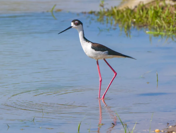 Alose Cou Noir Himantopus Mexicanus Est Oiseau Rivage Abondant Localement — Photo