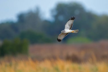 Erkek kuzey harrier, Circus Hudsonius, bulanık mavi gökyüzü ve kahverengi çimlerin üzerinde uçuyor. Kanatlarının altında sarı göz siyah kanat uçları, gri hayalet uçlu.