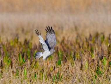 Erkek kuzey harrier (sirk siyaneus) bataklıkta avın üzerine iniyor - ileriye bakıyor, kanatlarını açıyor - bulanık arka plan kahverengi otlar yeşil pickerel otu - sarı göz otu