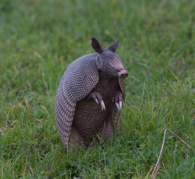Vahşi dokuz bantlı armadillo (Dasypus novemcinctus) ya da dokuz bantlı, uzun burunlu armadillo, kıskaçları açık yeşil çimenlerde, merakla sağına bakan orta büyüklükte bir memelidir.