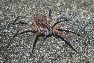 Dişi Hogna carolinensis, yaygın olarak Carolina kurt örümceği olarak biliniyor sırtında ya da karnında bebeklerle yolda - ön bacakları kayıp - Dunnellon Florida