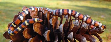 Vahşi yavru kral yılan (Lampropeltis elapsoides) uzun yapraklı bir çam kozalağı üzerinde poz verir; doğu mercan yılanı taklit eder