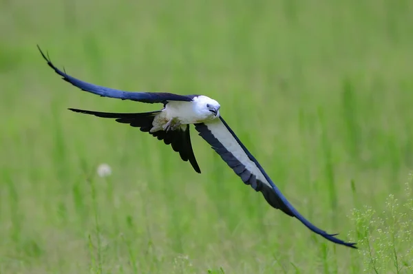 Cometa Cola Golondrina Elanoides Forficatus Volando Baja Con Cola Las — Foto de Stock