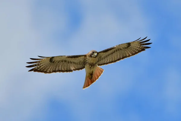 Falcão Cauda Vermelha Buteo Jamaicensis Voando Céu Azul Enquanto Olha — Fotografia de Stock