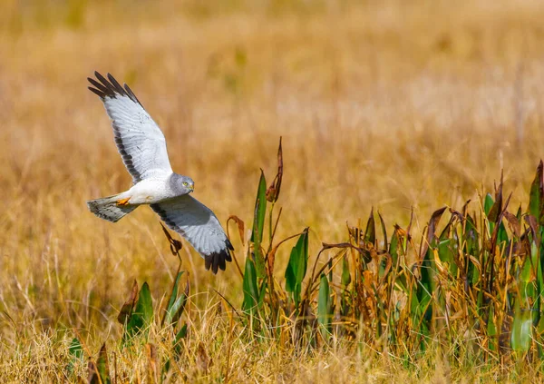 Varón Harrier Norte Circo Cyaneus Volando Bajo Sobre Prado Vista — Foto de Stock