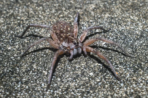 Dişi Hogna carolinensis, yaygın olarak Carolina kurt örümceği olarak biliniyor sırtında ya da karnında bebeklerle yolda - ön bacakları kayıp - Dunnellon Florida
