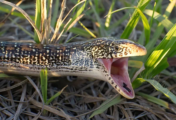 Eastern Glass Lizard Ophisaurus Ventralis Grass Mouth Wide Open — Stock Photo, Image