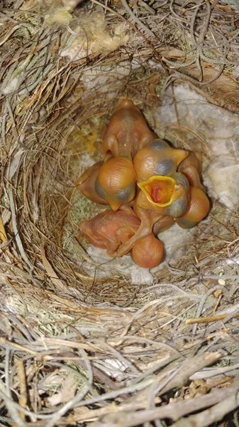 Raubwürgerbabys Lanius Ludovicianus Nest Maul Offen Hungrig Eintagsküken Warten Auf — Stockfoto