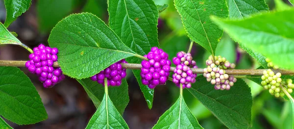 Красивая Ягода Callicarpa Americana Оттенки Спелости Фиолетовый Цвет Зеленые Листья — стоковое фото