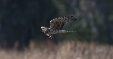 dişi kuzey harrier (Circus hudsonius) sahada, akşam sarı ışığı, gözlerde güneş, bokeh arkaplan, yüz diski gibi baykuş