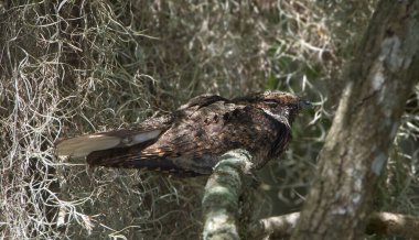 Doğu whippoorwill (Antrostomus vociferus), Kuzey Amerika 'dan canlı meşe ağacına (Quercus virginiana) tünemiş, gözleri kapalı, gündüz dinlenen orta büyüklükte bir gece kavanozudur.,