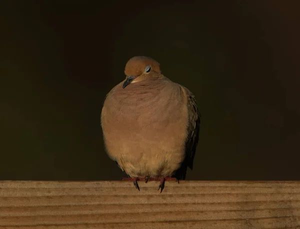 Trauertaube Zenaida Macroura Schläft Friedlich Auf Holzzaun Frühmorgendlichem Gelbem Licht — Stockfoto