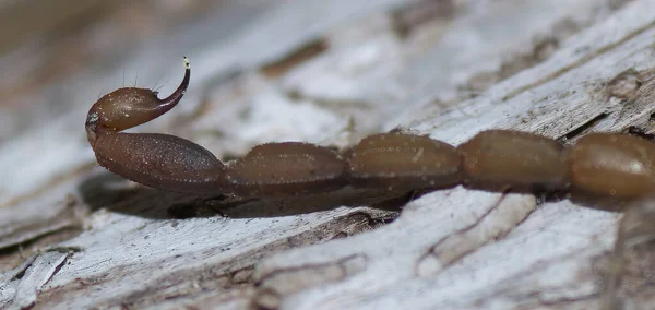 Wild Hentz Striped Scorpion — Stock fotografie