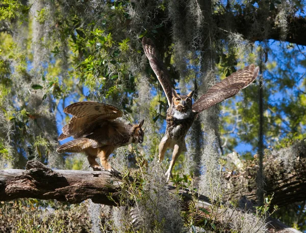 Pareja Grandes Búhos Cuernos Adultos Bubo Virginianus Uno Frente Otro — Foto de Stock