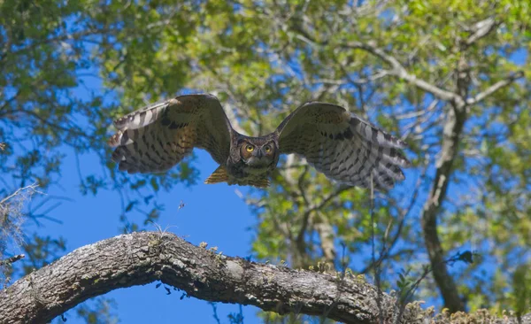 올빼미 기니아 떡갈나무에서 카메라를 날아오고 카메라에 고정되어 날개는 흩어지고 찌르레기 — 스톡 사진