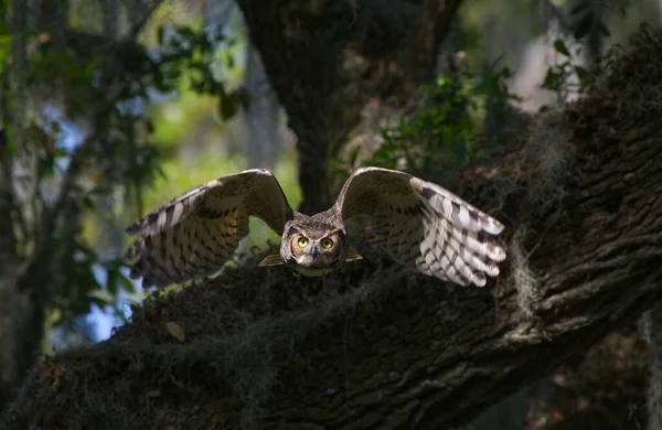 Great Horned Owl Adult Bubo Virginianus Flying Camera Oak Tree — Stock Photo, Image