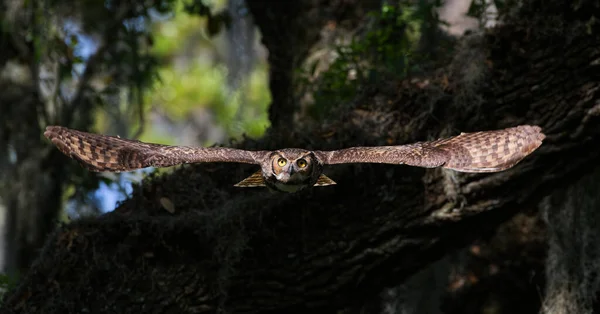 Gran Búho Cuernos Adulto Bubo Virginianus Volando Hacia Cámara Desde — Foto de Stock