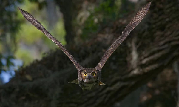 Большой Рогатый Сова Взрослый Bubo Virginianus Летит Камере Дуба Желтые — стоковое фото