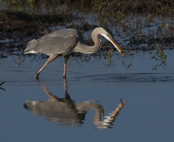 Большая Голубая Цапля Ardea Herodias Головастиком Клюве Голубое Небо Отражение — стоковое фото