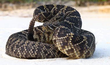 Doğu elmas sırtlı çıngıraklı yılan (crotalus adamanteus) savunma vuruşunda dil ile poz verir; Orta Florida 'da Sandy yolunda - karanlık versiyon, çıngıraklı yılan, çıngıraklı yılan