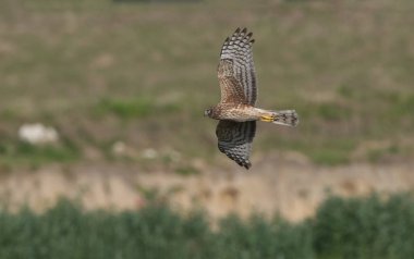 Dişi kuzey harrier (sirk siyaneus) çayırda alçaktan uçuyor, yan görüş, kanat ve kuyruğun altı görünüyor, ileriye bakıyor, bulanık arka plan