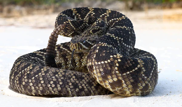 Diamante Oriental Volta Cascavel Crotalus Adamanteus Enrolada Pose Greve Defensiva — Fotografia de Stock