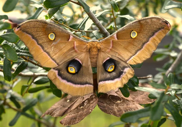 Polyphemus Moth Antheraea Polyphemus Μεγάλη Λεπτομέρεια Ζευγάρι Ζευγαρώματος Βελανιδιά Κηλίδες — Φωτογραφία Αρχείου