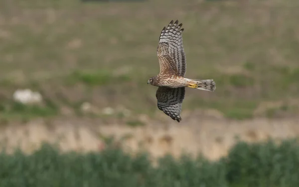 Dişi kuzey harrier (sirk siyaneus) çayırda alçaktan uçuyor, yan görüş, kanat ve kuyruğun altı görünüyor, ileriye bakıyor, bulanık arka plan