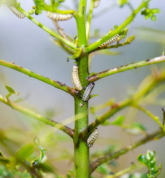 Çam Sineği Larvası Neodiprion Spp Florida Daki Yaygın Çam Ağaçlarının — Stok fotoğraf